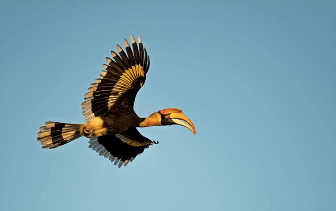 Great Indian Hornbill by Dr. Eash Hoskote - La Paz Group