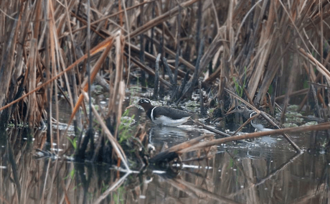 Greater painted-snipe by Gururaj Moorching - La Paz Group