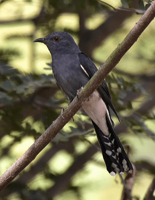 Grey-bellied Cuckoo by Vijaykumar Thondaman - La Paz Group