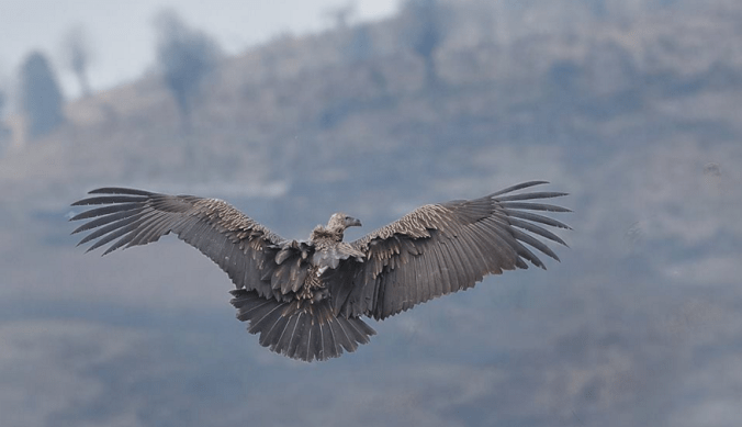 Himalayan Griffon by Gururaj Moorching - RAXA Collective