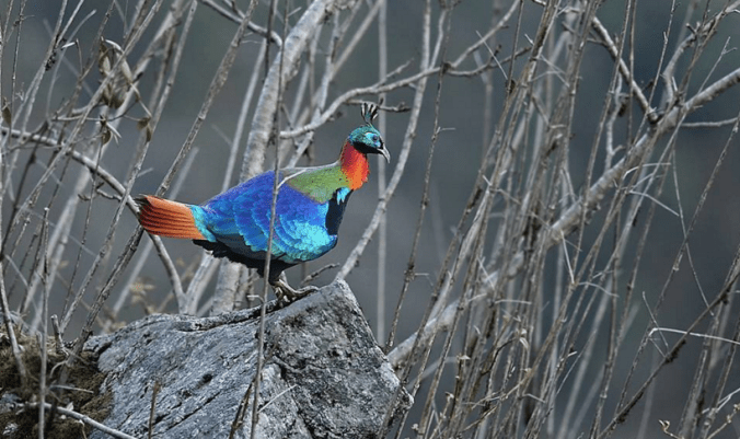 Himalayan Monal by Gururaj Moorching - La Paz Group