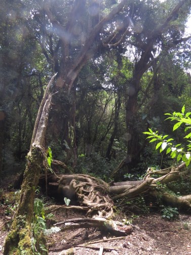 IMG_8052_zpsm1ssiou3