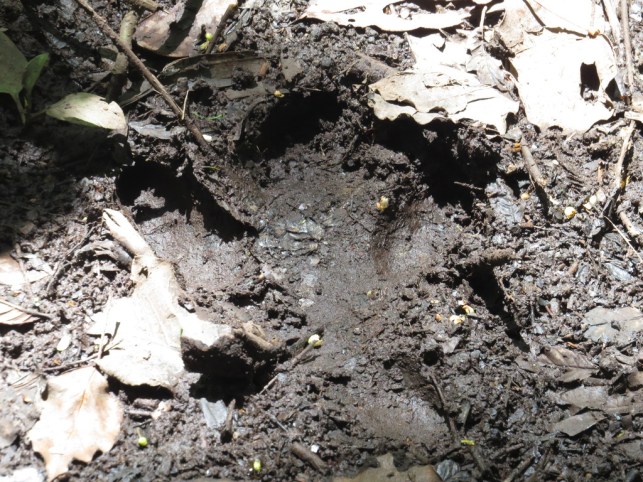 IMG_8057_zpskjfr5jhn