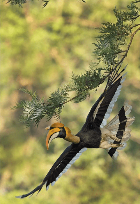 Great Indian Hornbill by Dr. Eash Hoskote - La Paz Group