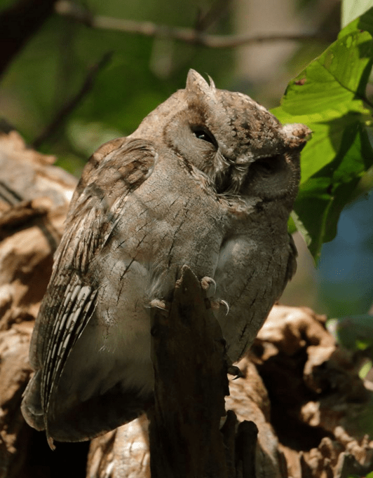 Indian Scops Owl by Gururaj Moorching - La Paz Group
