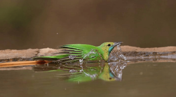Jerdon's Leafbird by Gururaj Moorching - RAXA Collective