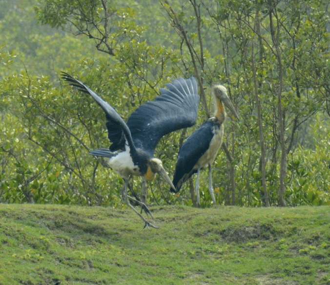 Lesser Adjutant Storks by Puneet Dhar - La Paz Group