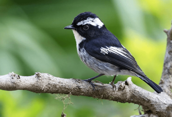 Little Pied Flycatcher by Gururaj Moorching - La Paz Group