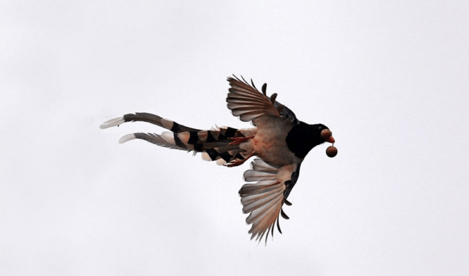 Red-billed Blue Magpie by Gururaj Moorching - La Paz Group