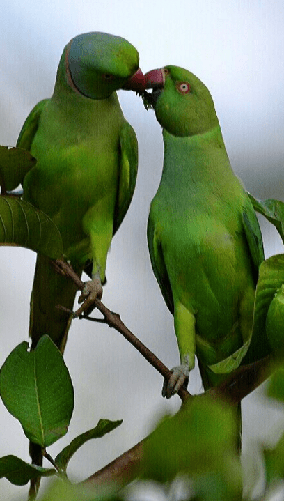 Rose-ringed Parakeet by Vijaykumar Thondaman - La Paz Group