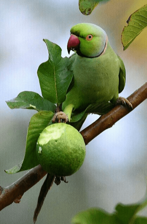 Rose-ringed Parakeet by Vijaykumar Thondaman - La Paz Group