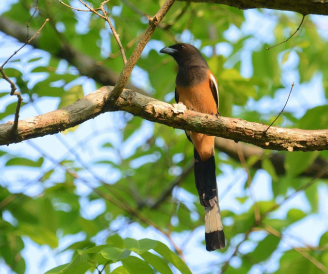 Rufous Treepie by Puneet Dhar - La Paz Group