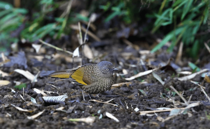 Scaly Laughing Thrush by Gururaj Moorching - La Paz Group