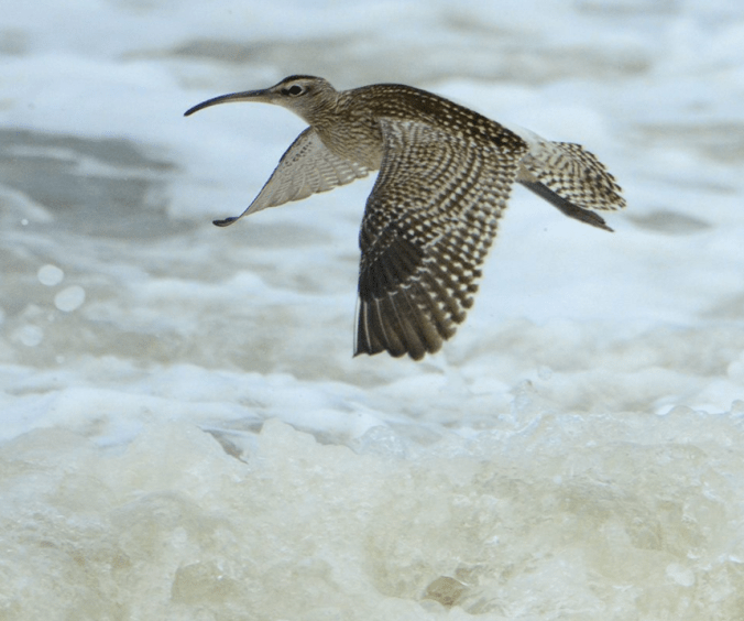 Whimbrel in flight by Puneet Dhar - La Paz Group
