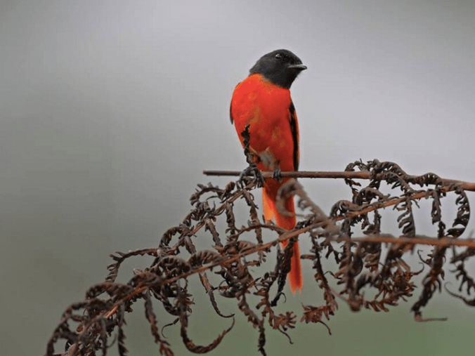 Scarlet Minivet by Gururaj Moorching - La Paz Group