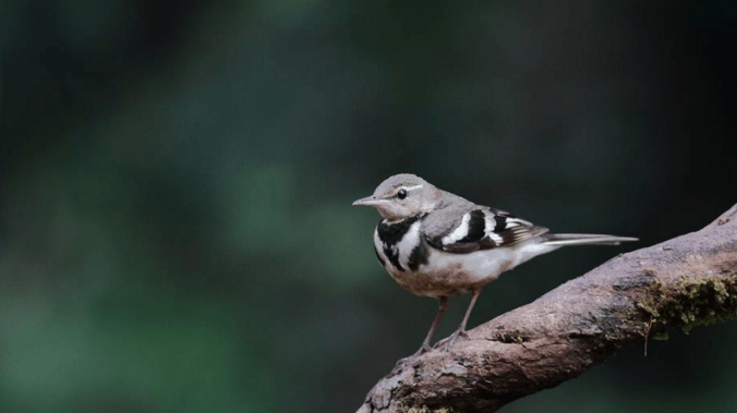Forest Wagtail by Gururaj Moorching - La Paz Group