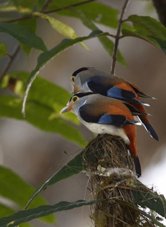 Silver-breasted Broadbill by Gururaj Moorching - La Paz Group