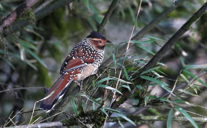 Spotted Laughing Thrush by Gururaj Moorching - La Paz Group