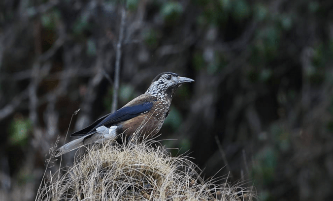 Spotted Nutcracker by Gururaj Moorching - La Paz Group