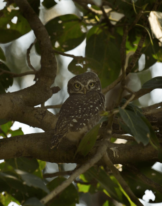 Spotted Owlet by Brinda Suresh - La Paz Group
