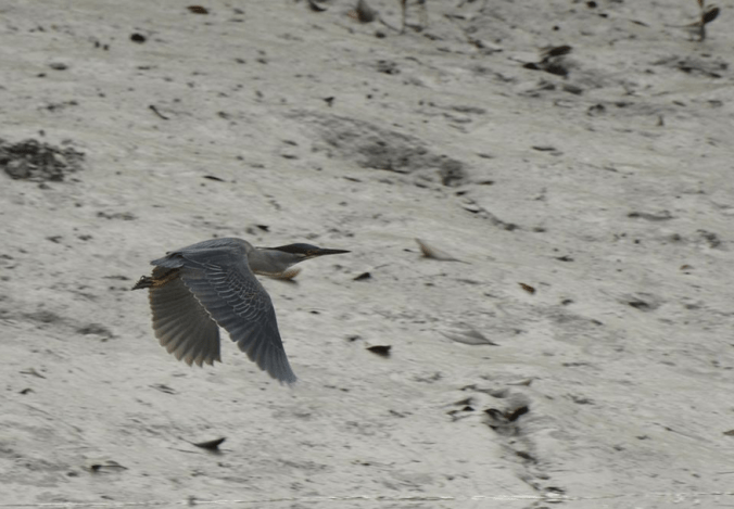 Striated Heron by Puneet Dhar - La Paz Group