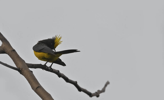 Sultan Tit by Gururaj Moorching - La Paz Group