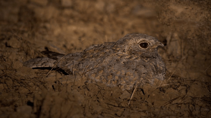 Sykes's Nightjar by Gururaj Moorching - La Paz Group