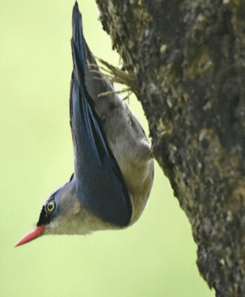 Velvet-fronted Nuthatch by Vijaykumar Thondaman - La Paz Group