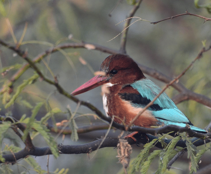 White-throated kingfish by Pundeet Dhar - RAXA Collective