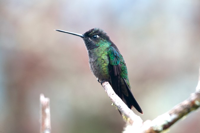 Violet-crowned Woodnymph by Juan Gamboa - La Paz Group