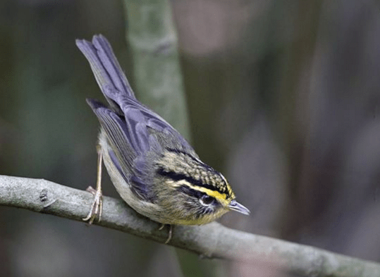 Yellow-throated Fulvetta by Gururaj Moorching - La Paz Group
