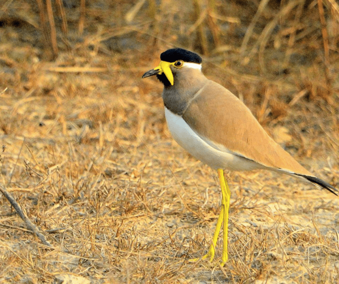 Yellow-wattled Lapwing by Puneet Dhar - La Paz Group
