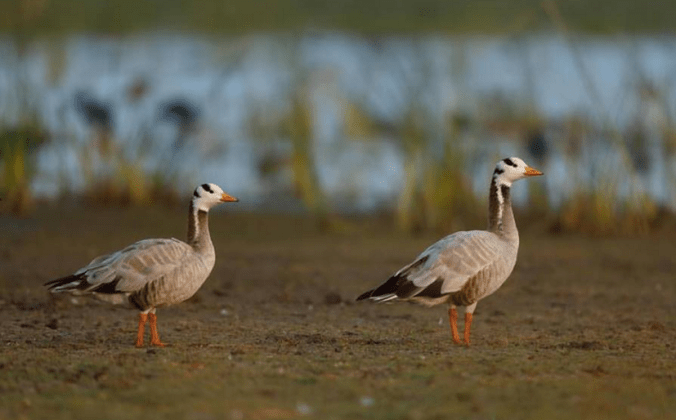 Bar-headed Geese by Sudhir Shivaram - La Paz Group