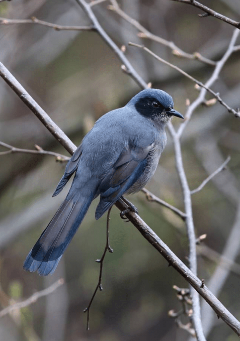 Beautiful Sibia by Gururaj Moorching - La Paz Group