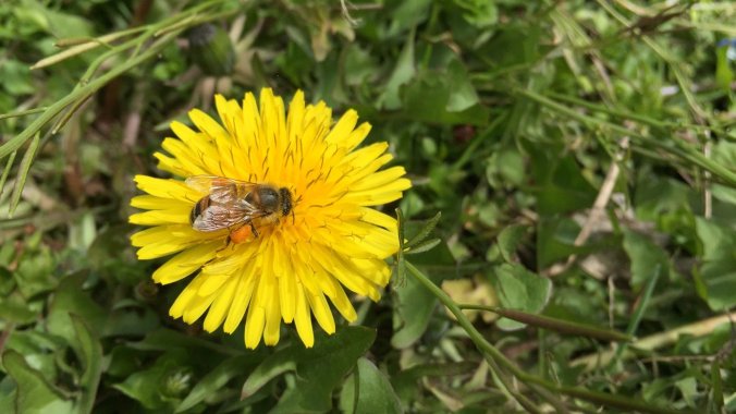 bee_wide-620b0e28784802026939d4d72fe1ae54cfa80f7d-s1400-c85