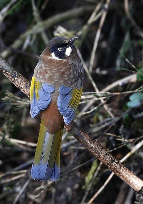 Black-faced Laughingthrush by Gururaj Moorching - La Paz Group