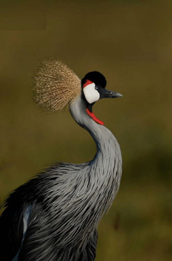 Crested Crane by Sudhir Shivaram - La Paz Group