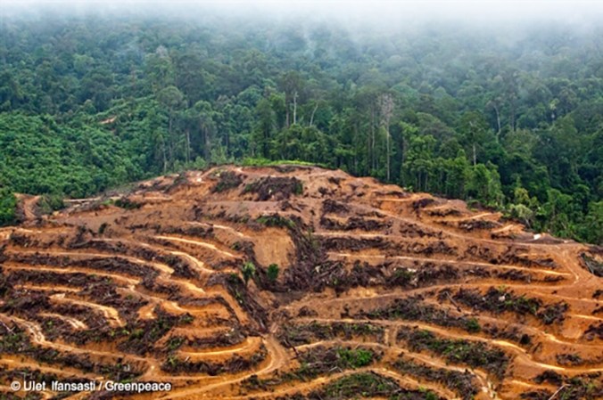 deforestation_750