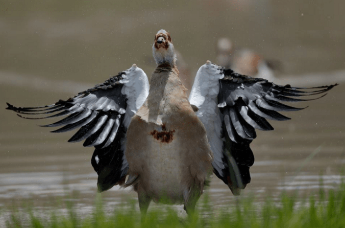 Egyptian Goose by Sudhir Shivaram - La Paz Group