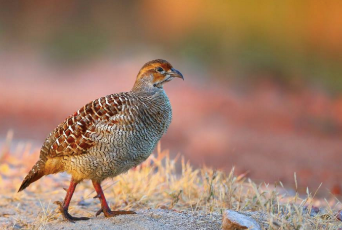Grey Francolin by Gururaj Moorching - La Paz Group