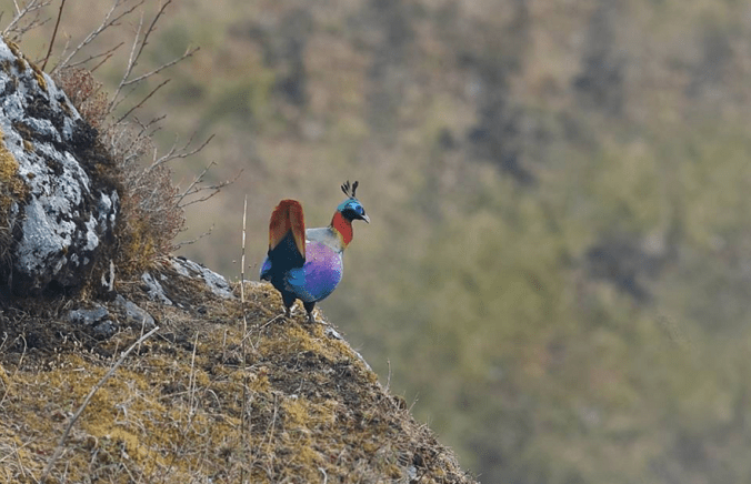 Himalayan Monal by Gururaj Moorching - La Paz Group