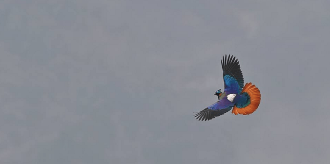 Himalayan Monal by Gururaj Moorching - La Paz Group
