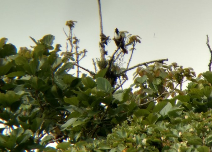 IMG_20160328_152931507_edit_zpsfnd1bue8