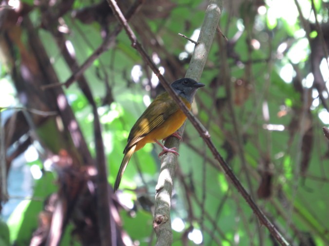 Grey-headed Tanager by Seth Inman - La Paz Group