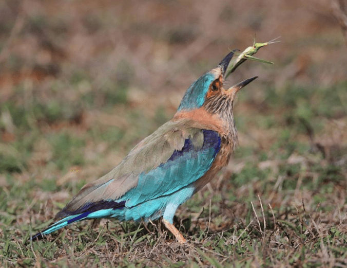 Indian Roller by Gururaj Moorching - La Paz Group