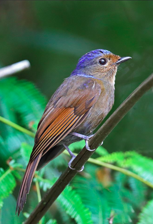 Large Niltava - female by Gururaj Moorching - La Paz Group