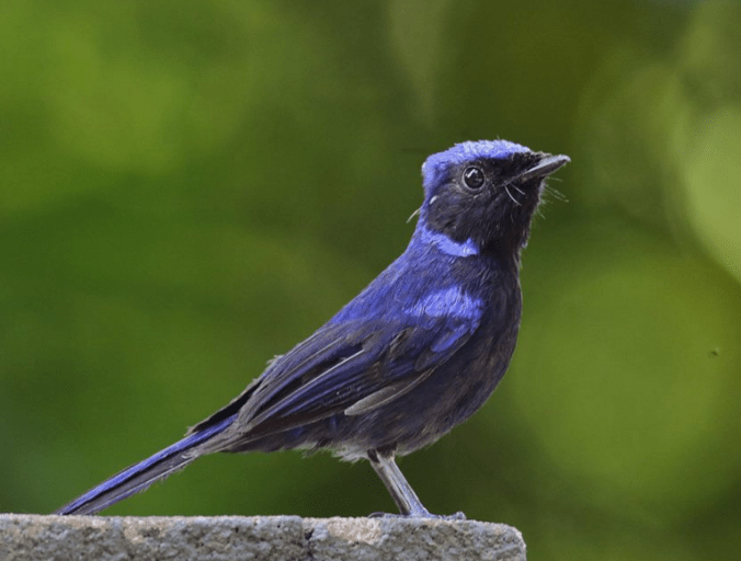 Large Niltava by Gururaj Moorching - La Paz Group