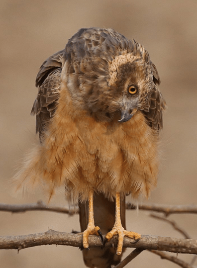 Pallid Harrier by Gururaj Moorching - La Paz Group