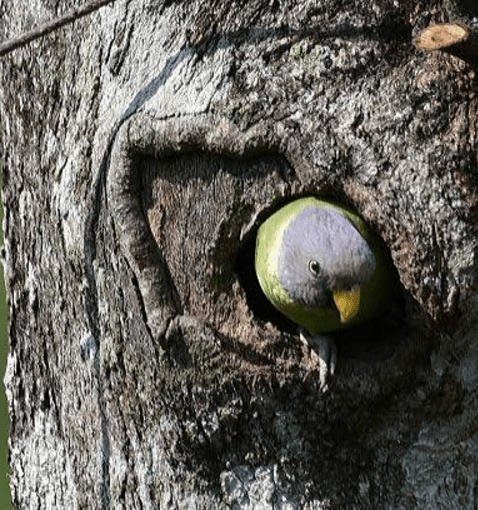 Plum-headed Parakeet - female by Vijaykumar Thondaman - La Paz Group