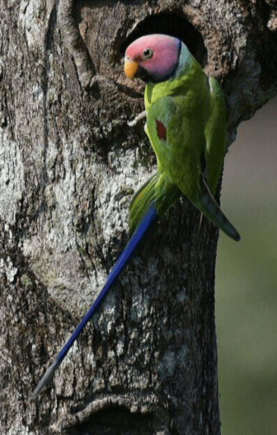 Plum-headed Parakeet - male by Vijaykumar Thondaman - La Paz Group